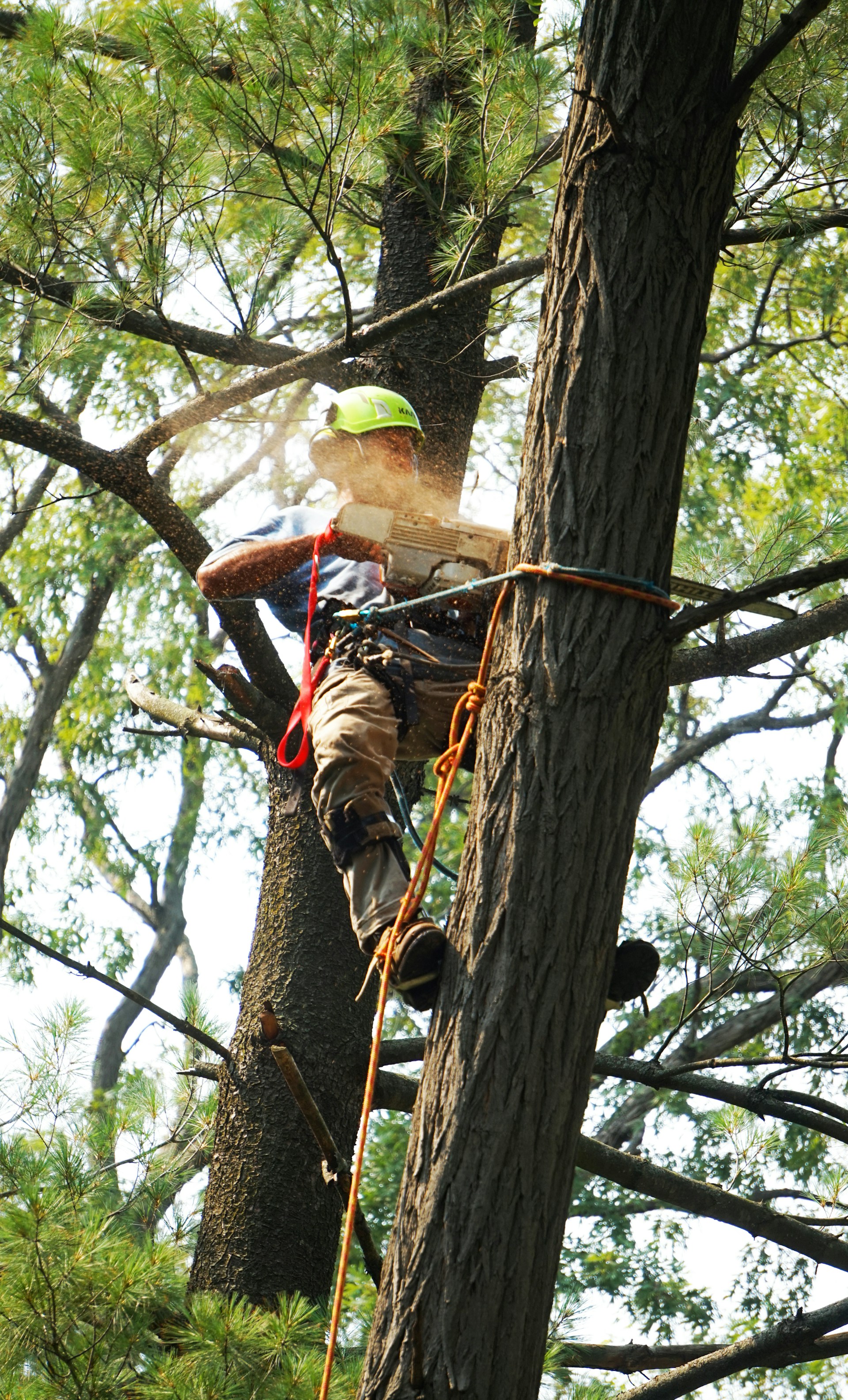 An Eager Beaver tree-care professional safely working in a mature tree