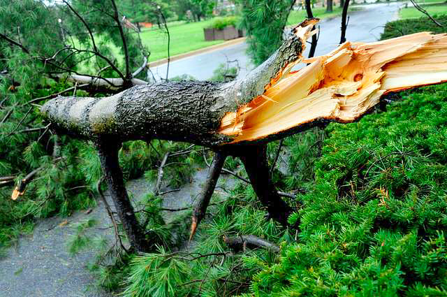 Storm Cleanup