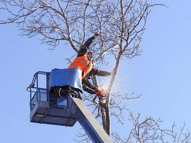 Tree Trimming